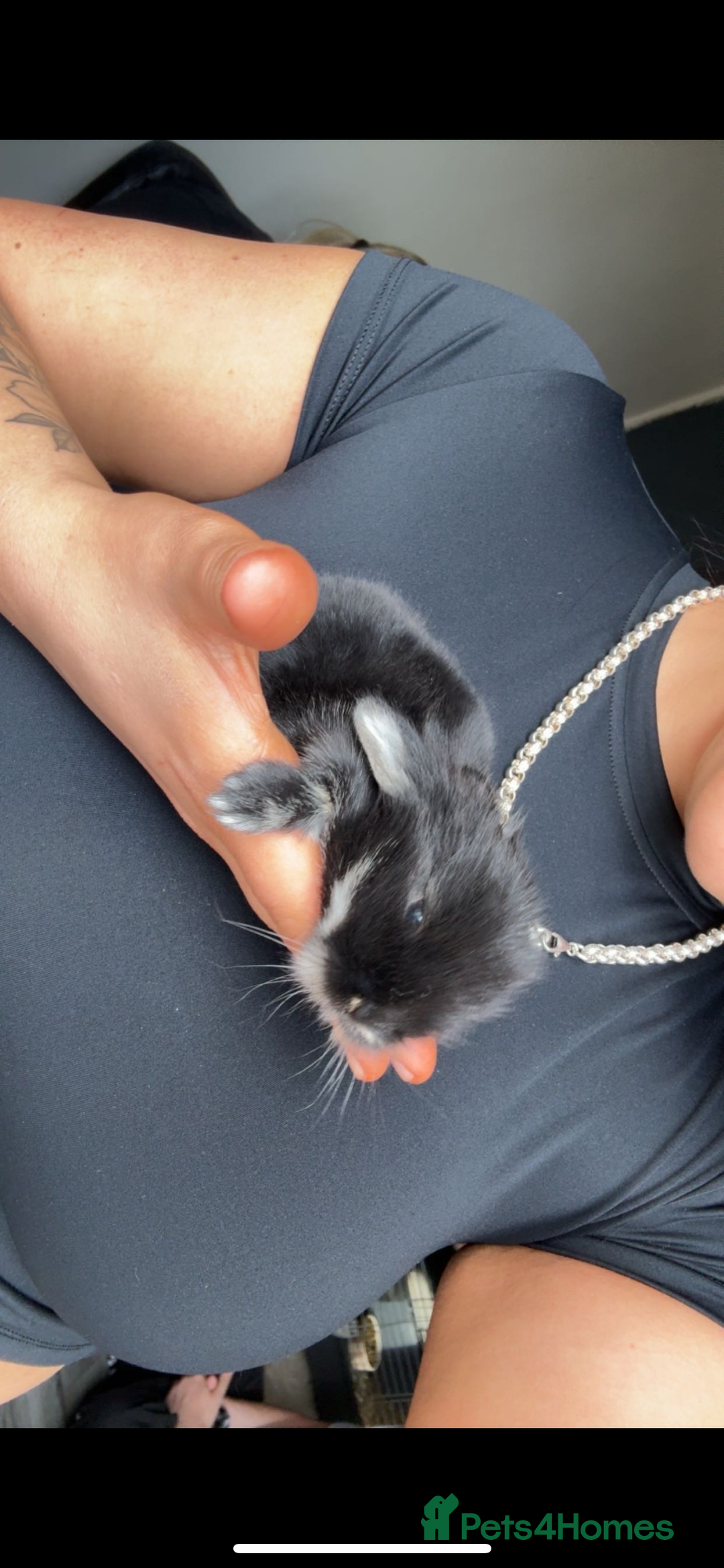 Mini Lion Lop rabbits for sale: mini lion lops - Image 5