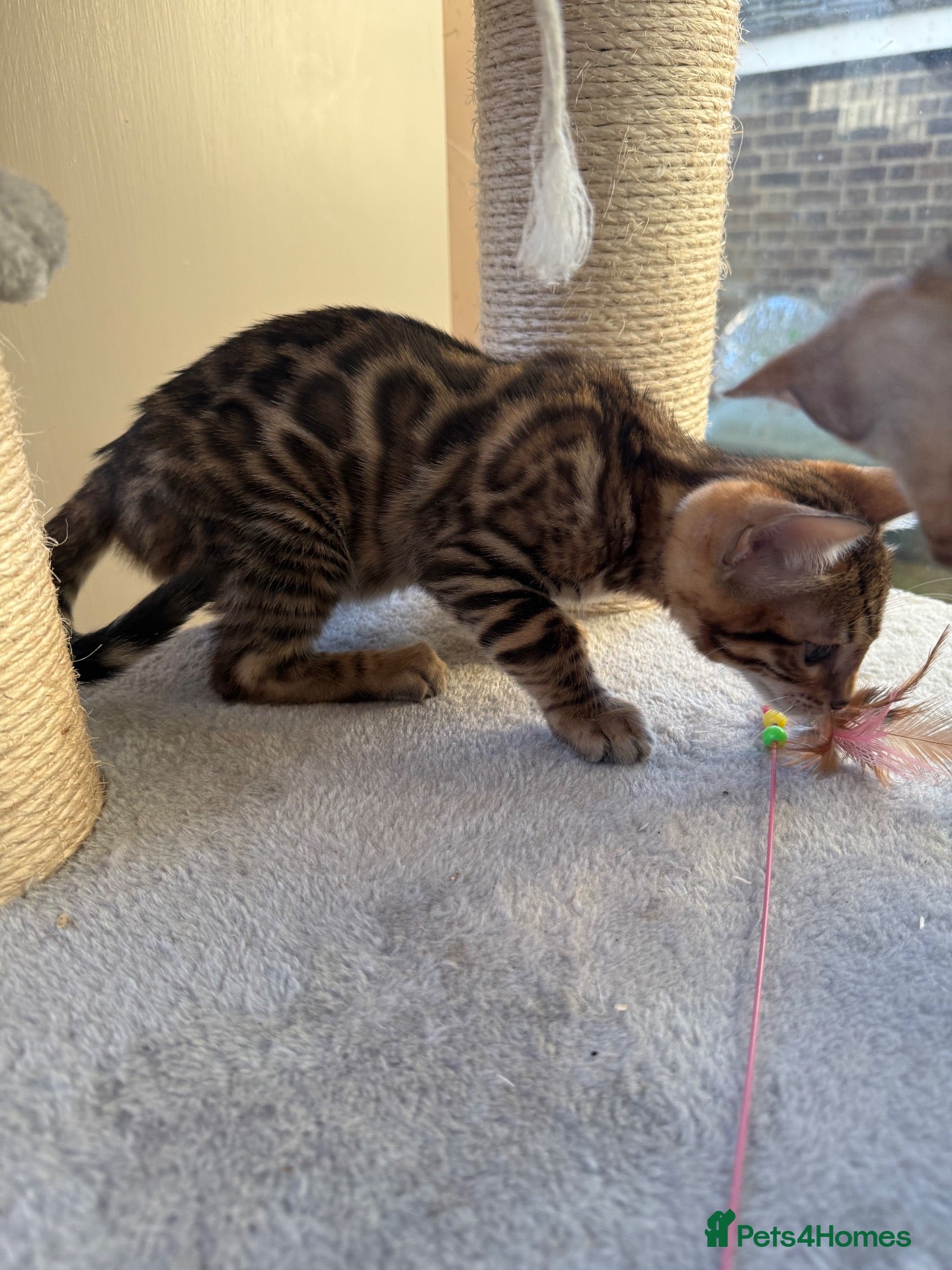 Bengal cats TICA 🔥 Pedigree health tested 🐾 Bengal Kittens  - Advert 6