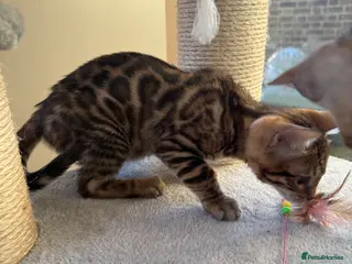 Bengal cats TICA 🔥 Pedigree health tested 🐾 Bengal Kittens - Advert 6