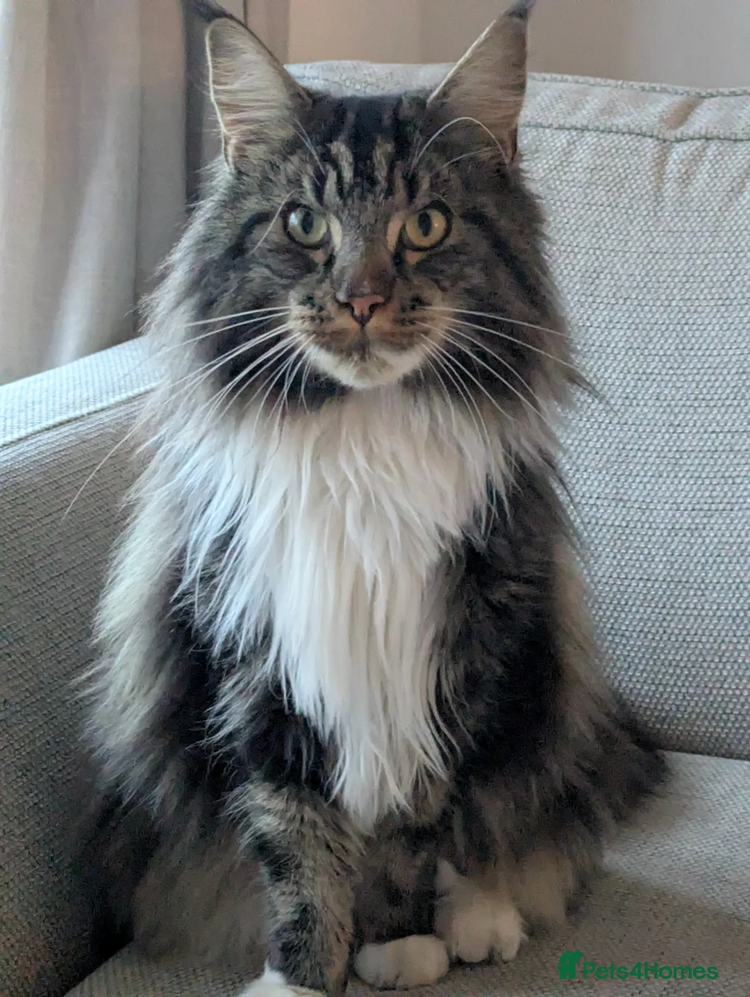 Maine Coon cats for sale: Maincoon, male - Advert 1