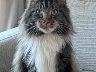 Maine Coon cats Maincoon, male - Advert 5