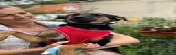 Mixed Breed dogs for adoption: ❤️GINA❤️  14-month-old perfect medium size girl in Burton-on-Trent - Advert 11