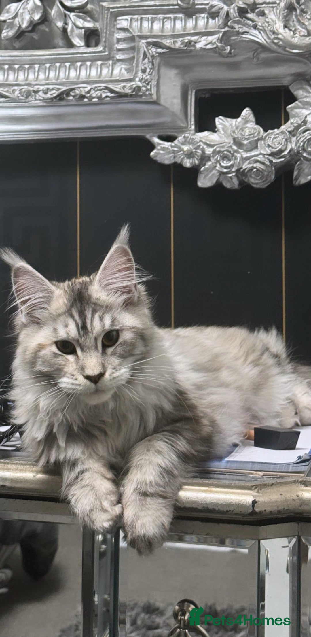 Maine Coon cats for sale: Stunning White Maine Coon Kittens – XXL Bloodline - Advert 8