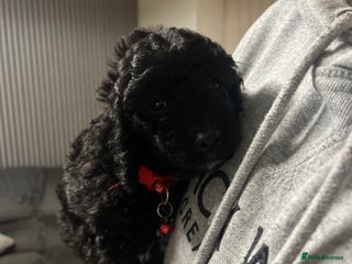 Cockapoo dogs Stunning litter of f1b cockapoo puppies READY FRI - Advert 14