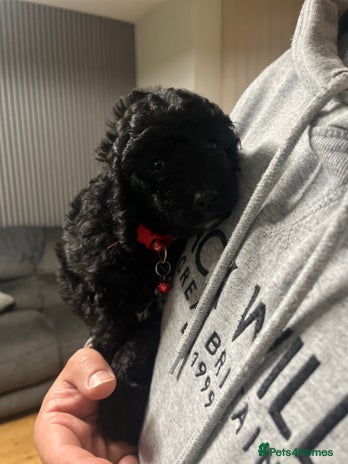 Cockapoo dogs Stunning litter of f1b cockapoo puppies READY FRI - Advert 7