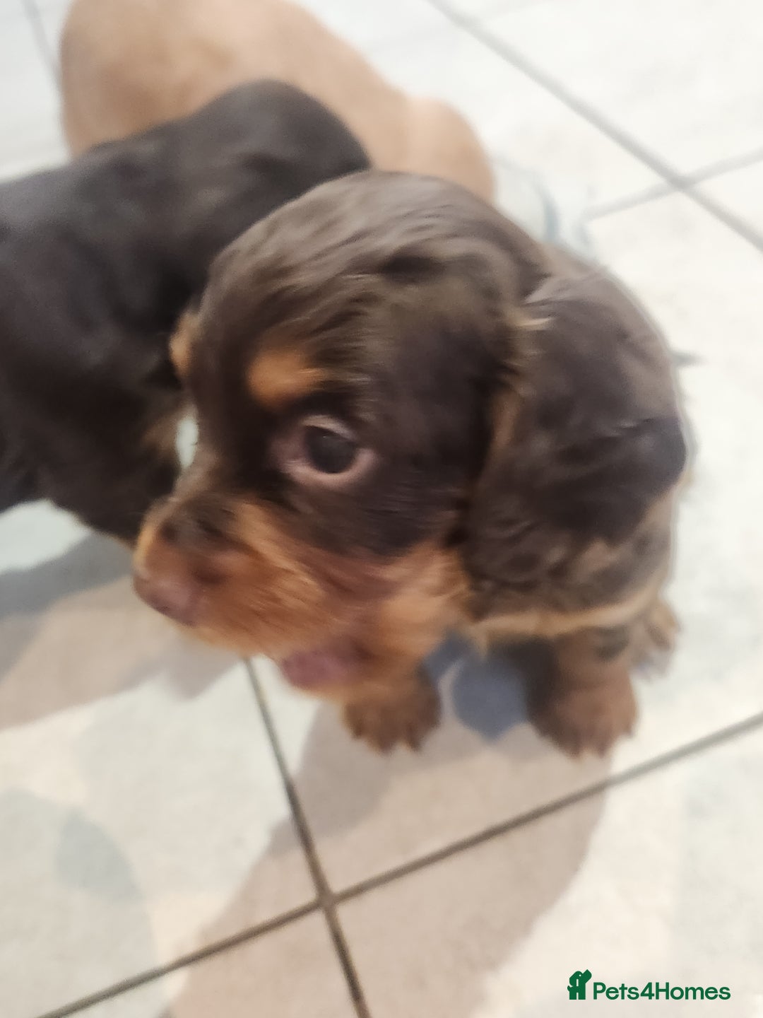 Cocker Spaniel dogs for sale: 3 kc reg working cocker spaniels avaliable  - Image 12