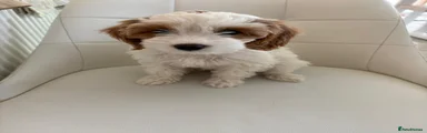 Cockapoo 