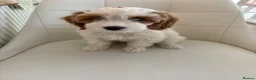 Cockapoo dogs for sale: Gorgeous Cockapoo Puppy  in Hinckley - Advert 2