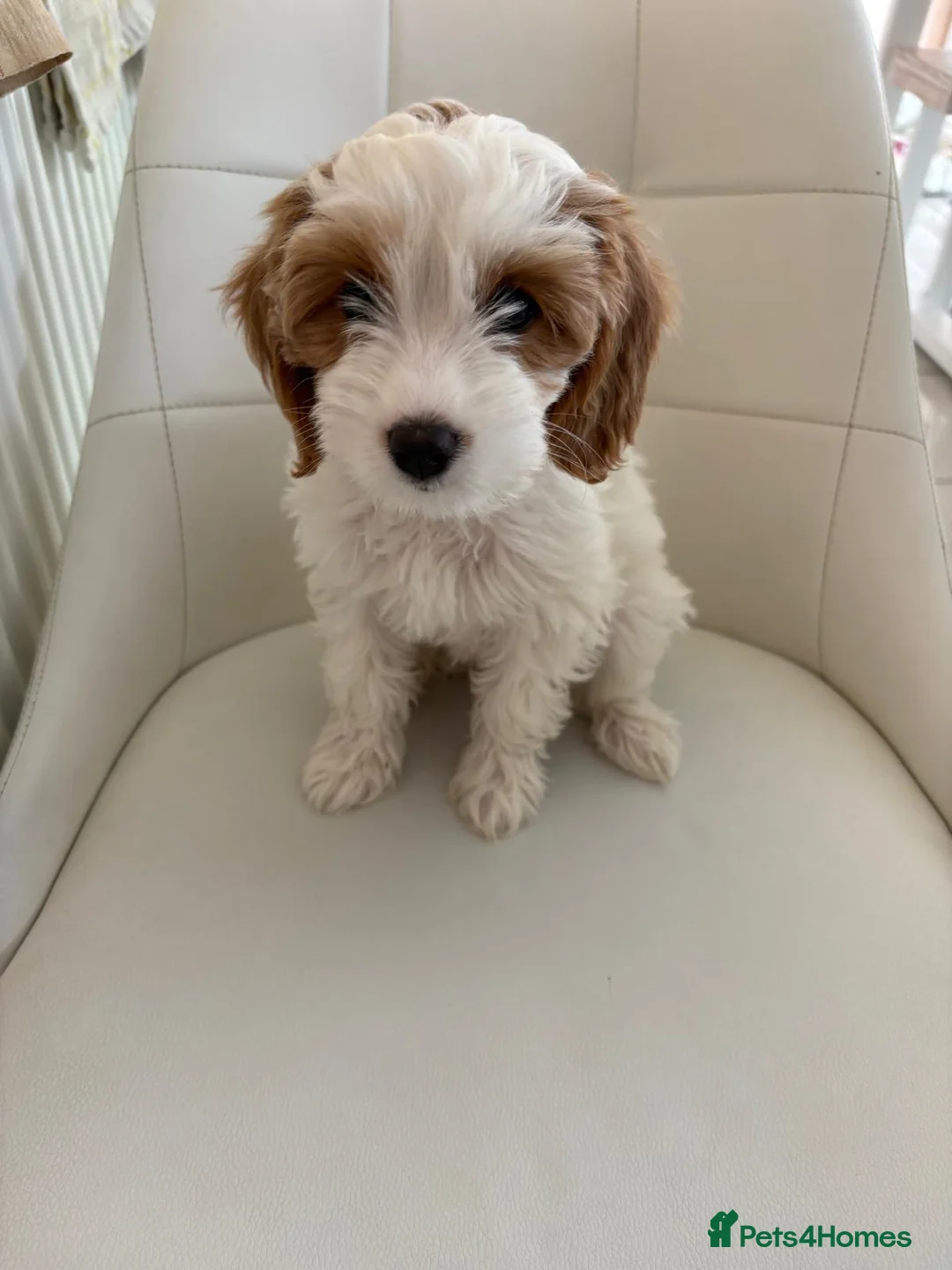 Cockapoo dogs for sale: Gorgeous Cockapoo Puppy  in Hinckley - Advert 2