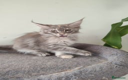 Maine Coon cats for sale: Maine Coon Kitten 3 - Fully health tested and Tica registered  - Image 26