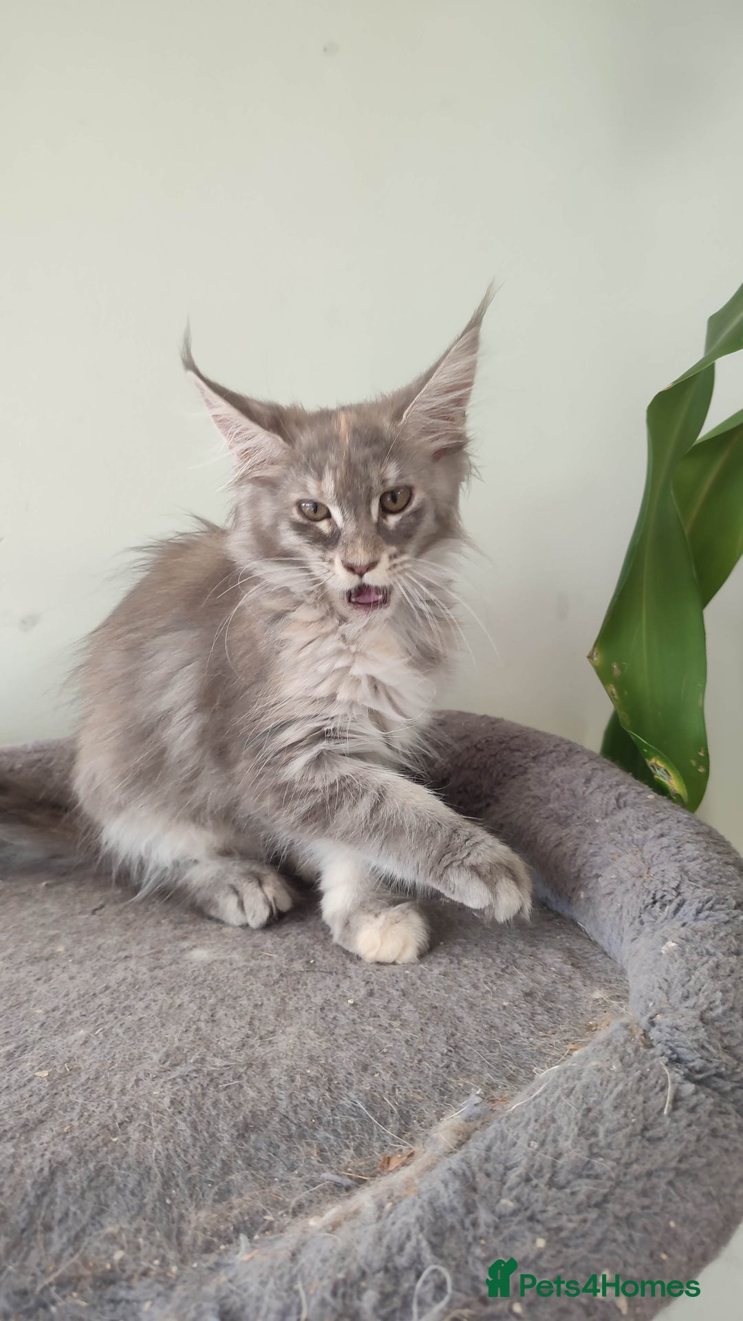 Maine Coon cats for sale: Maine Coon Kitten 3 - Fully health tested and Tica registered  - Image 26