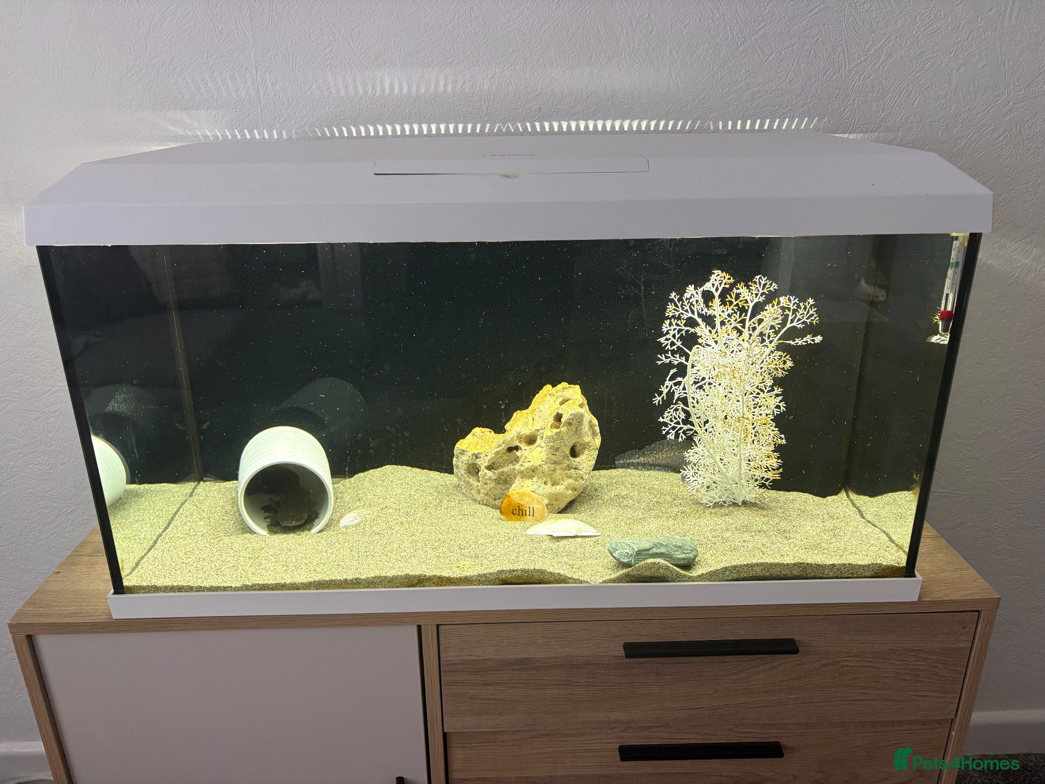 Axolotl reptiles X2 axolotyls, tank set up and accessories  - Advert 4