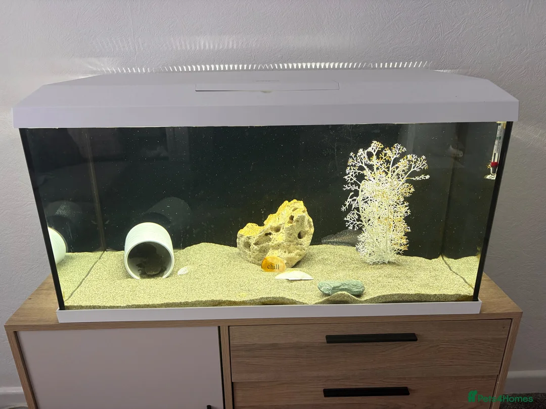 Axolotl reptiles for sale: X2 axolotyls, tank set up and accessories  in Stoke-on-Trent - Advert 1