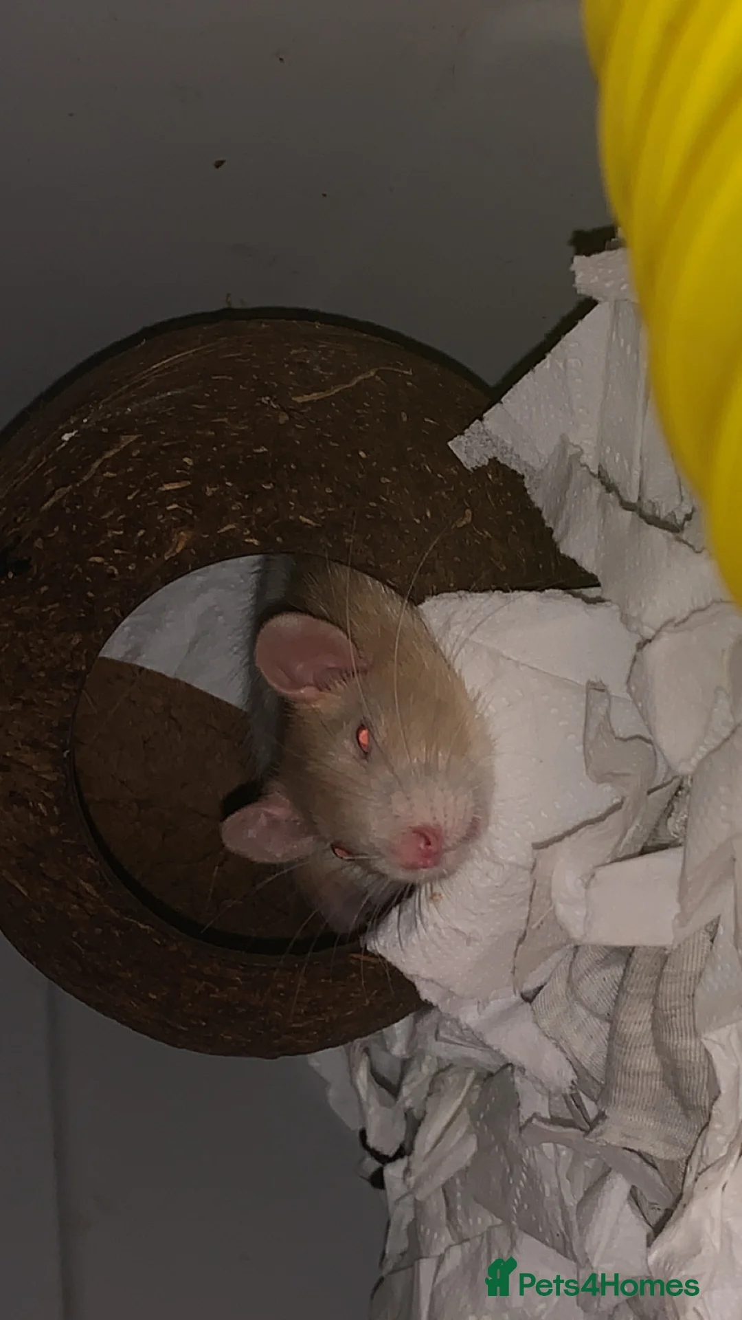 Rat rodents for sale: 4 rats with cage  in Shrewsbury - Advert 7
