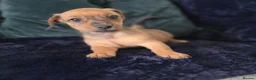 Mixed Breed dogs for sale: 5 beautiful doxipoo puppies for sale  in Helston - Advert 13