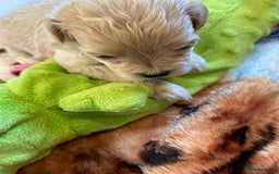 Maltipoo dogs for sale: Beautiful Apricot Maltipoo puppies. - Image 17