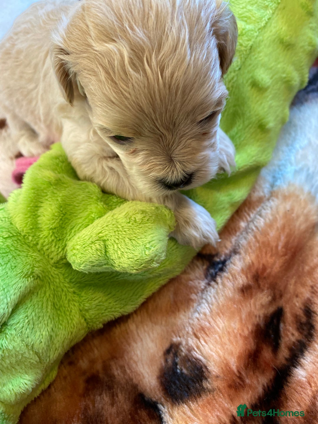 Maltipoo dogs for sale: Beautiful Apricot Maltipoo puppies. - Image 17