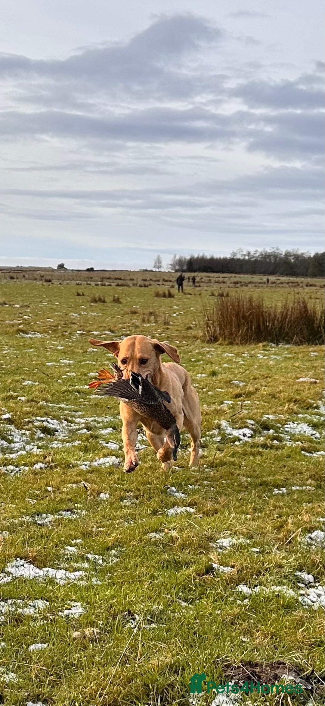 Labrador Retriever dogs for stud: WORKING LABRADOR STUD DOG - Advert 11