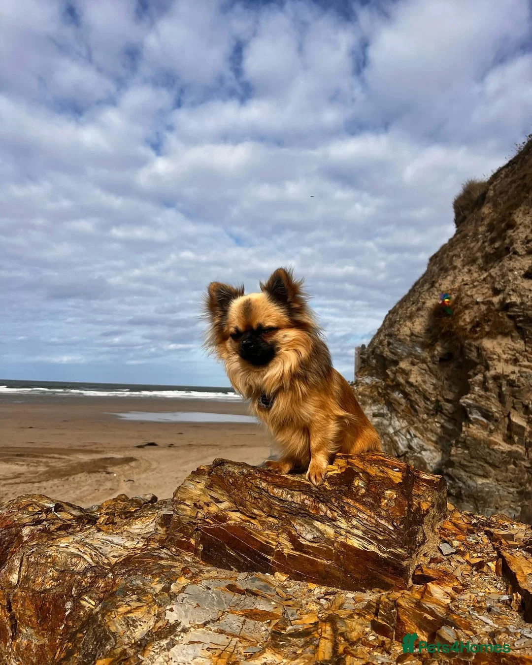 Chihuahua dogs for stud: Beautiful Long-Haired Chihuahua Stud – Duke 🐾 - Advert 1