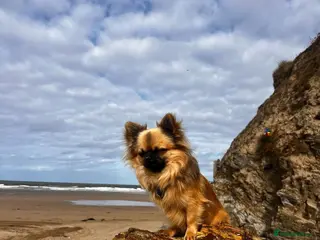 Chihuahua dogs Beautiful Long-Haired Chihuahua Stud – Duke 🐾 - Advert 1