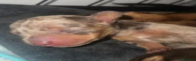 Miniature Dachshund 5