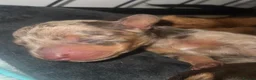 Miniature Dachshund dogs for sale: Beautiful litter of 5 girls - Advert 24