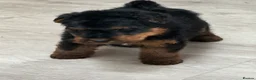 Welsh Terrier dogs for sale: Beautiful Welsh terrier puppies  - Advert 25