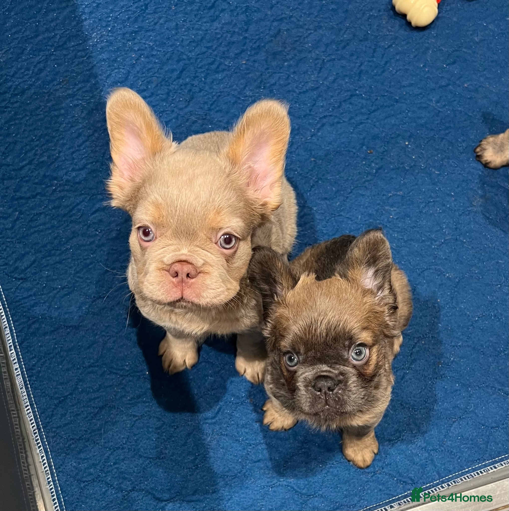 French Bulldog dogs READY NOW ! Quality Fluffy French Bulldog Puppies  - Advert 1