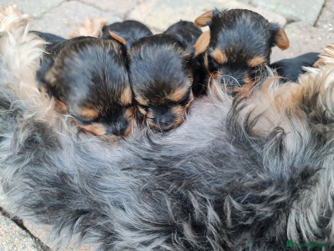 Yorkshire Terrier dogs for sale: Tiny Yorkie Treasures – 1 Boy &2 Girls Ready to go - Image 7