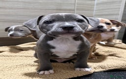 Staffordshire Bull Terrier dogs for sale: Last Two puppies left.  - Image 7