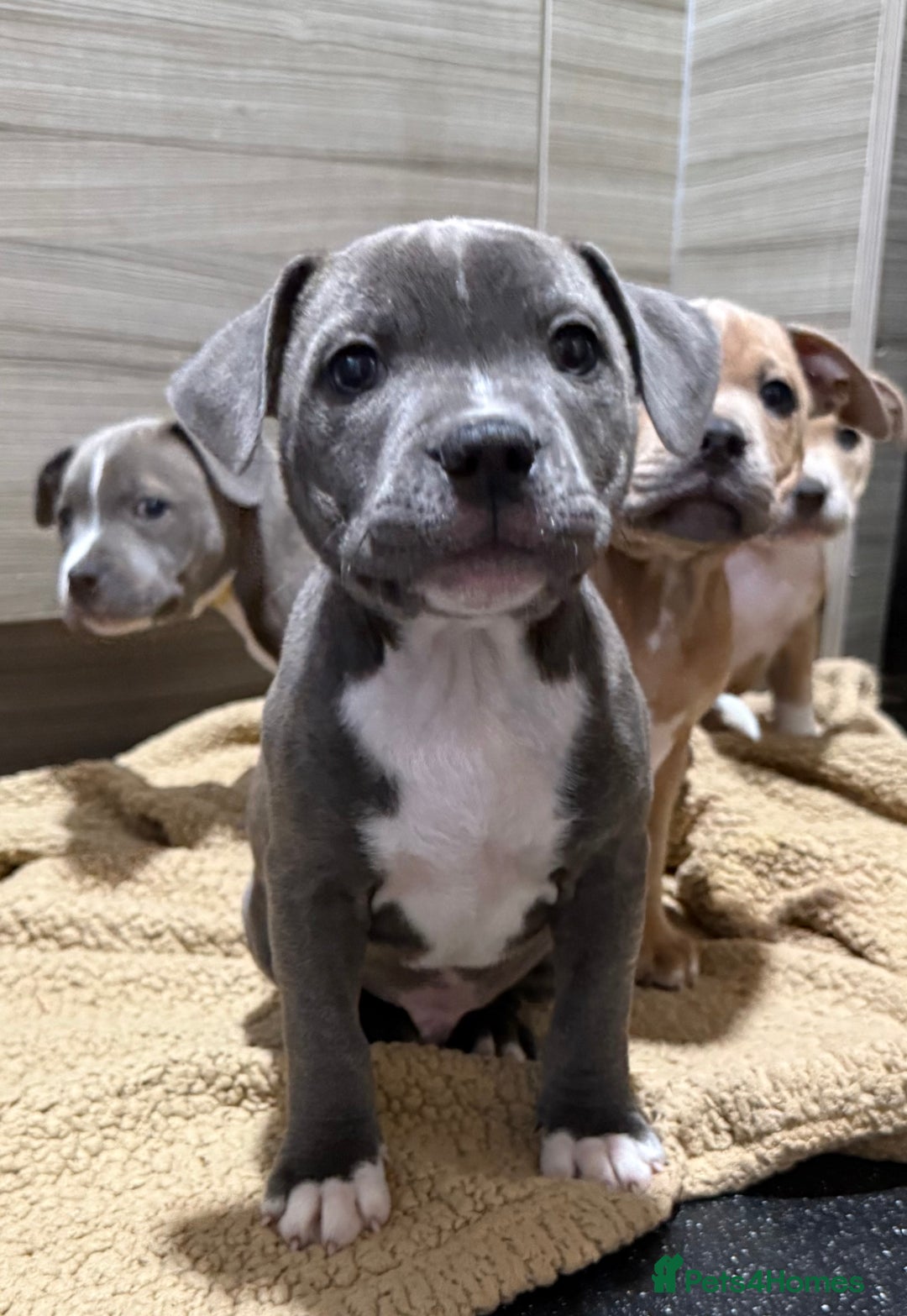Staffordshire Bull Terrier dogs for sale: Last Two puppies left.  - Image 7