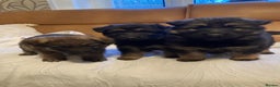 German Shepherd dogs for sale: Beautiful German shepherd Puppies - Advert 11
