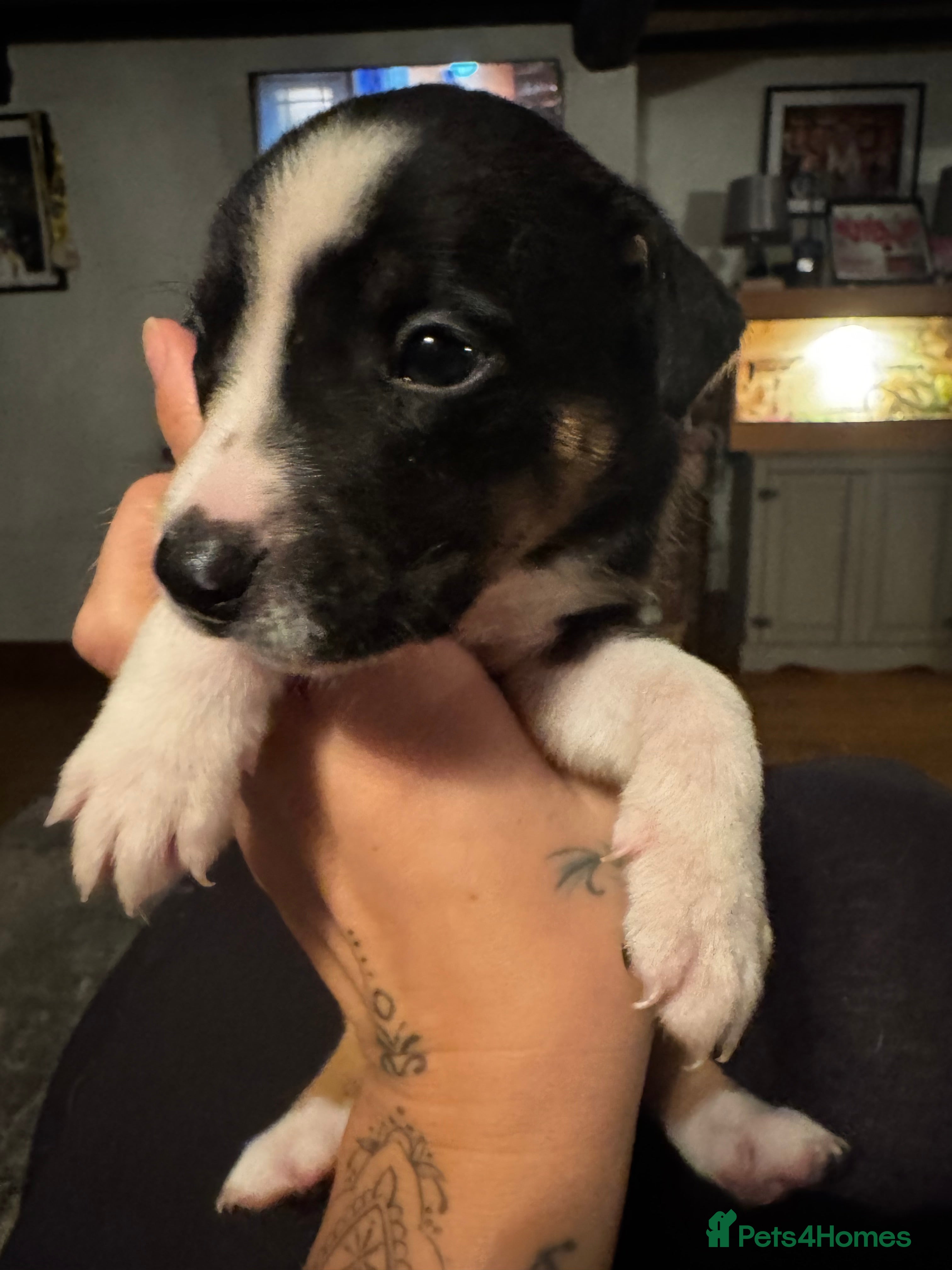 Mixed Breed dogs Pups for sale  - Advert 4