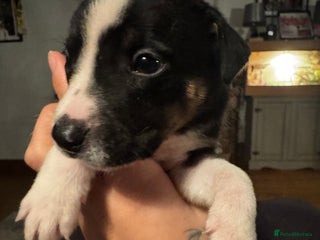 Mixed Breed dogs Pups for sale - Advert 2