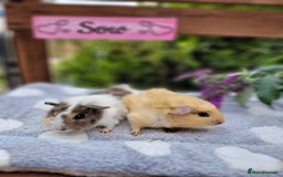 Guinea Pig rodents for sale: Beautiful pairs of baby girl guinea pigs  - Image 1