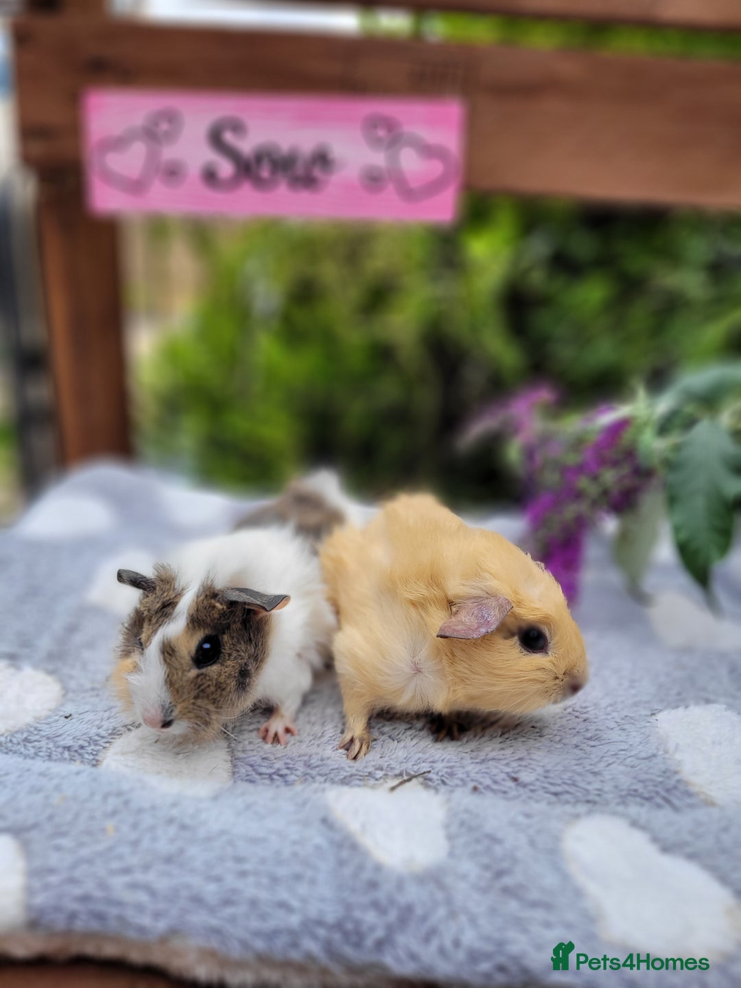 Guinea Pig rodents for sale: Beautiful pairs of baby girl guinea pigs  - Image 1