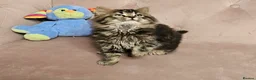 Siberian cats for sale: Siberian kittens, Ready Now 😻 - Advert 5