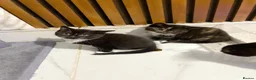 Mixed Breed cats for sale: Scottish fold, straight ears mixed breed kittens!  - Advert 8