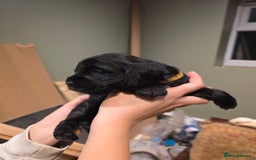 Cockalier dogs for sale: Gorgeous chunky Cockalier pupuchinos - Image 12