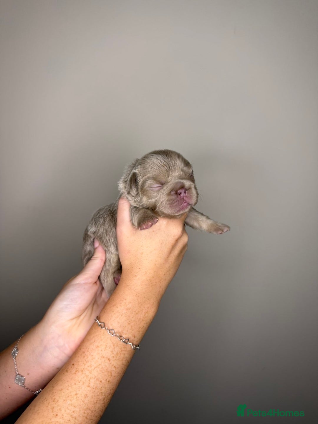 French Bulldog dogs for sale: French bulldog  - Advert 7