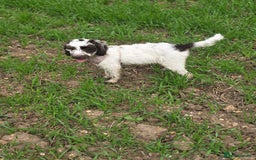 Mixed Breed dogs for sale: Beautiful little girl  - Image 2
