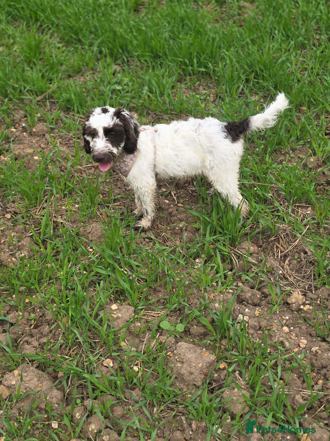 Mixed Breed dogs for sale: Beautiful little girl  - Image 2
