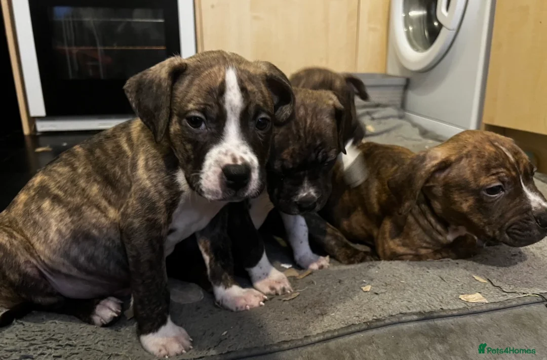 Mixed Breed dogs for sale: Blue Staffy x Boerboel – Ready for a Home - Advert 4