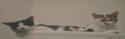 Mixed Breed cats for sale: Urgent: loving cats looking for forever homes  - Advert 2