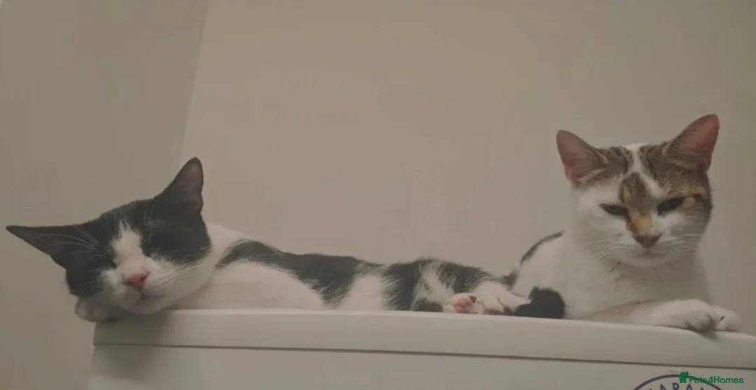 Mixed Breed cats for sale: Urgent: loving cats looking for forever homes  - Advert 2