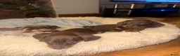 Miniature Dachshund dogs for sale: Stunning mini Dachshund boys for new homes 💙 - Advert 7