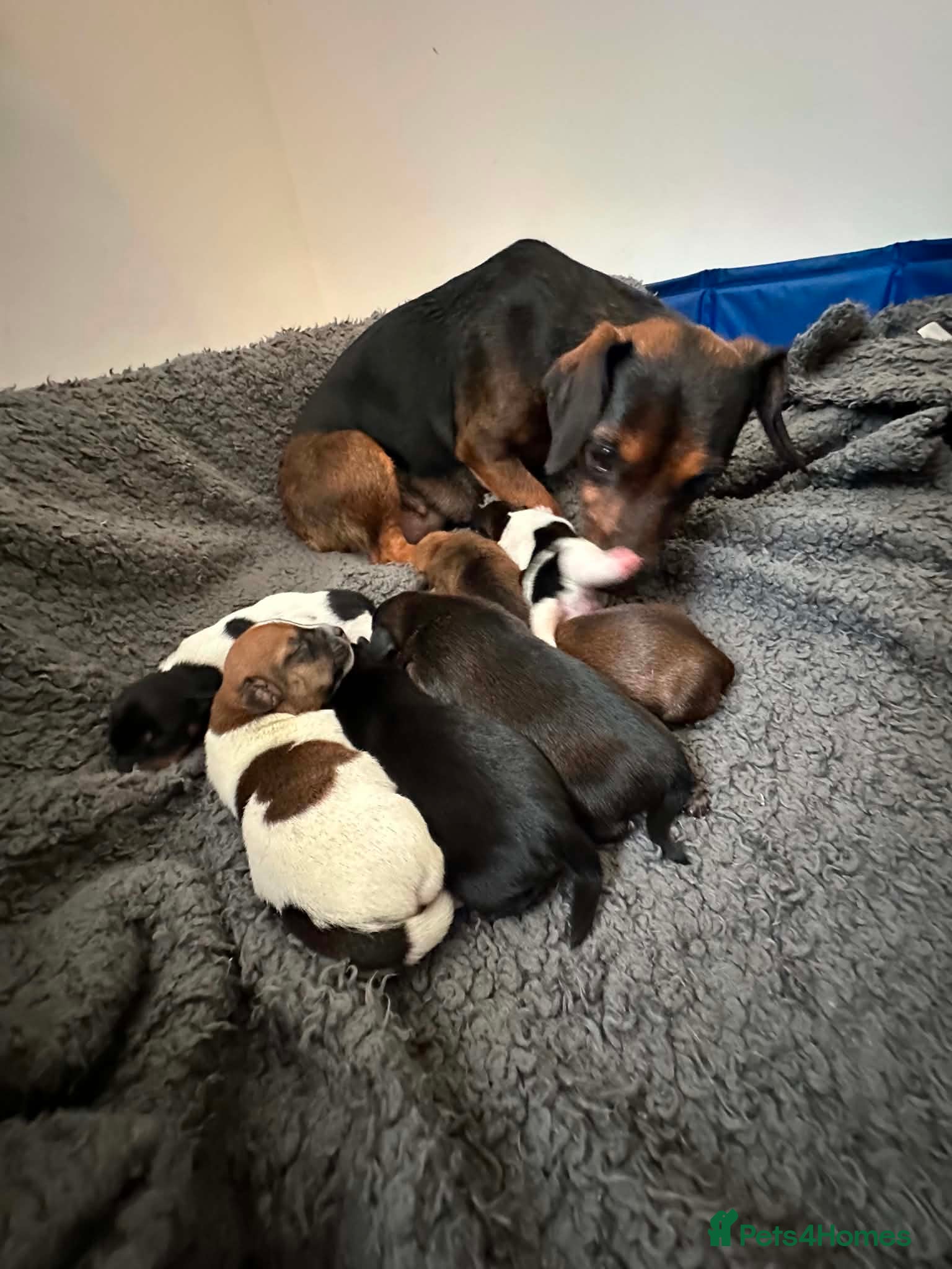 Chiweenie dogs 🐾 Pocket-Sized Pups Looking for Loving Homes! 🐾  - Advert 2