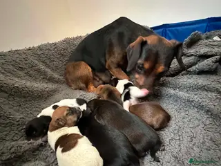 Chiweenie dogs 🐾 Pocket-Sized Pups Looking for Loving Homes! 🐾 - Advert 6