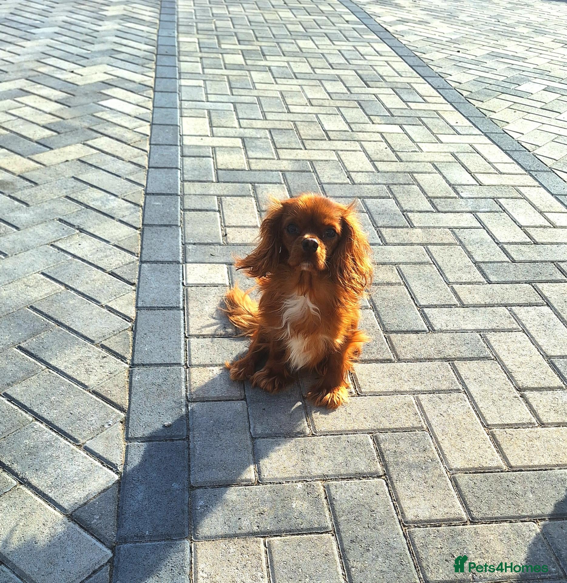 Cavalier King Charles Spaniel dogs Special needs cavalier girl - Advert 6