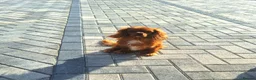 Cavalier King Charles Spaniel dogs for sale: Special needs cavalier girl - Advert 1